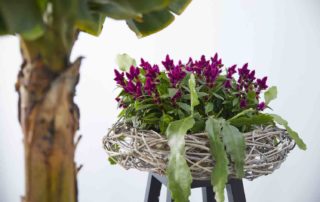 Celosia: Woonplant van de maand juli 2020