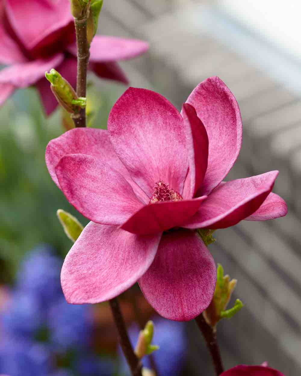 magnolia genie