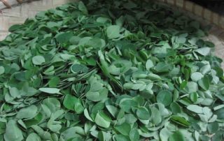 moringa