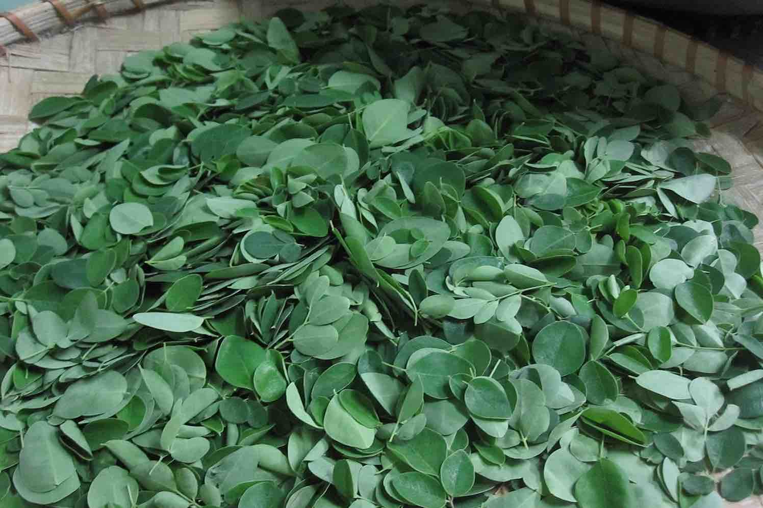 moringa