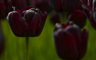 de zwarte tulp