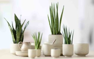 sansevieria, planten voor studenten