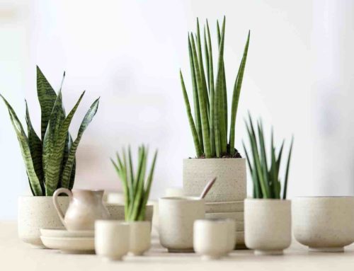 Sansevieria, woonplant van de maand november