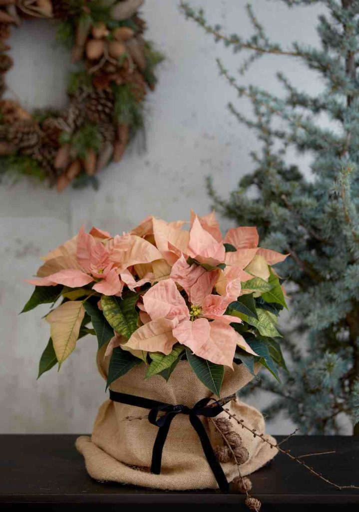 sfeervolle feestdagen, stylen met vrolijke kerststerren