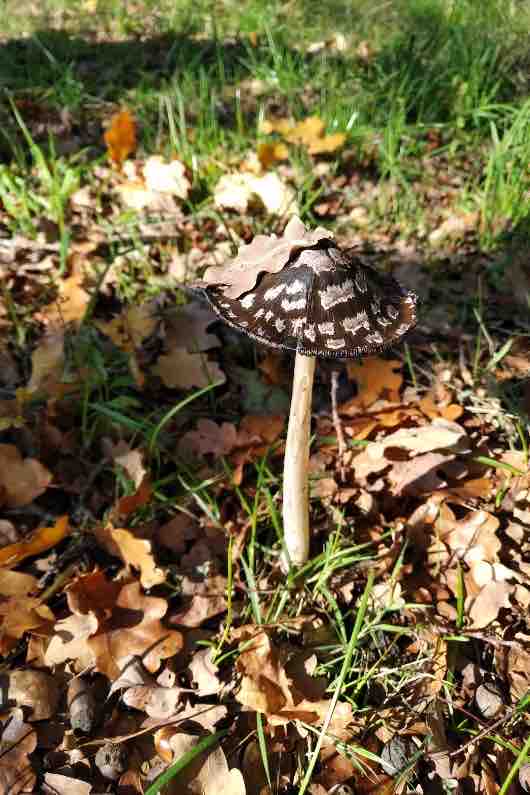 sireen-paddenstoelen