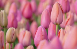 tulpen, nieuw tuinseizoen