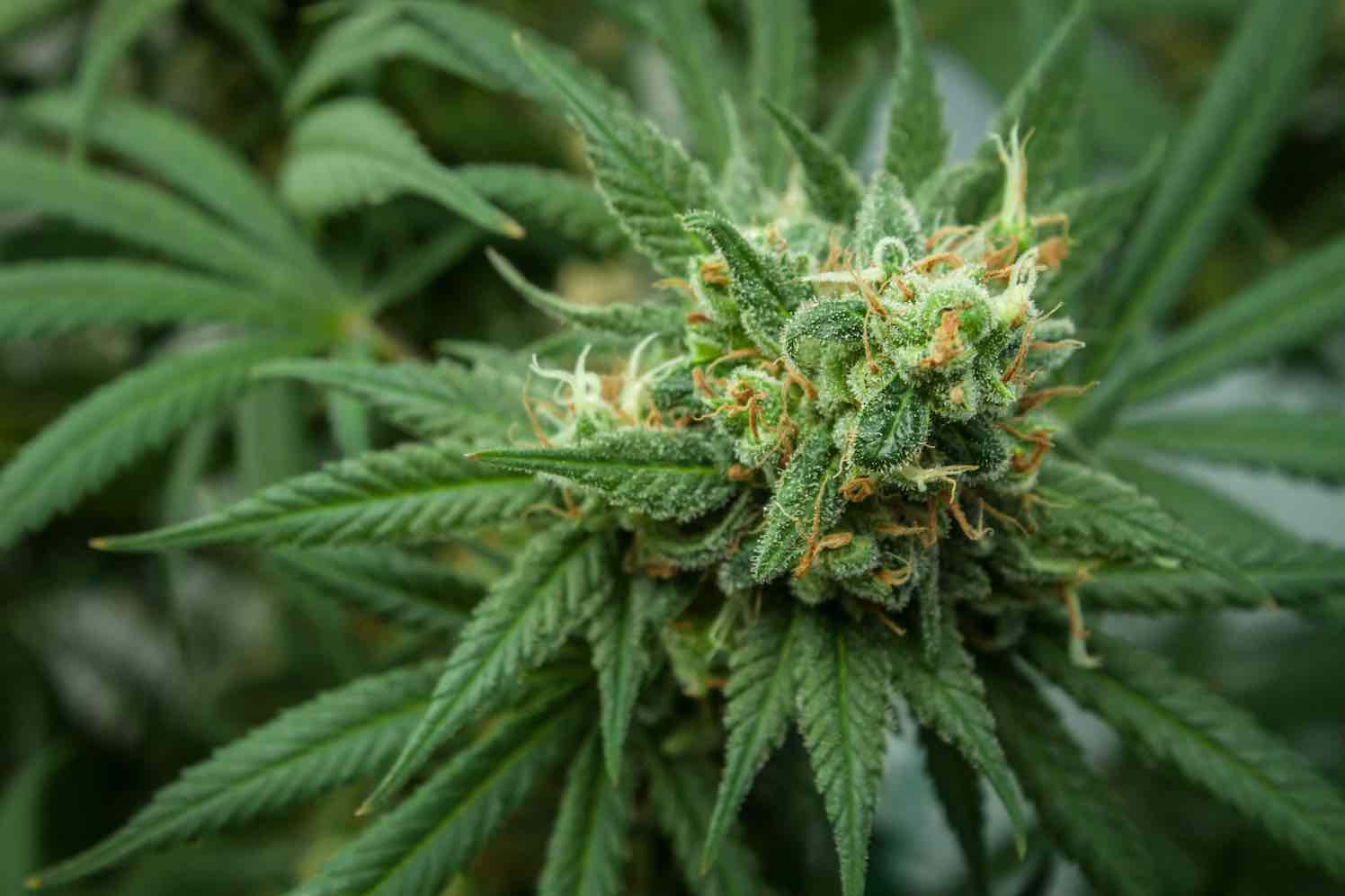 hennep, geheimen van cannabis