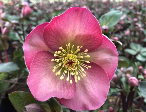 Helleborus Penny’s Pink in de schijnwerpers