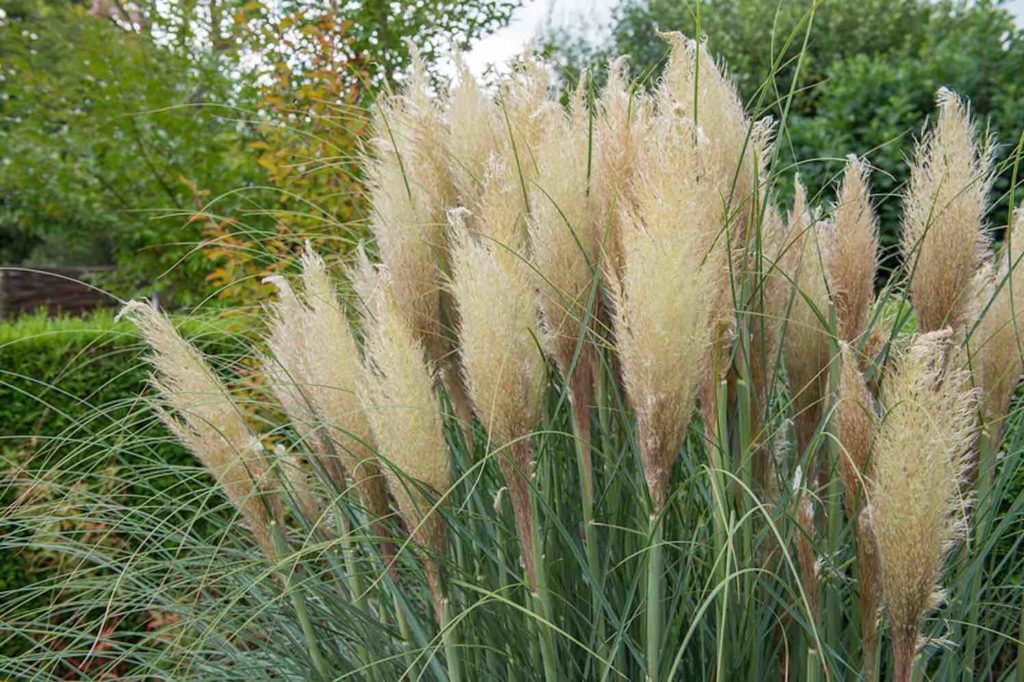 pampasgras, 4 groentrends 2021