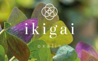 ikigai oxalis