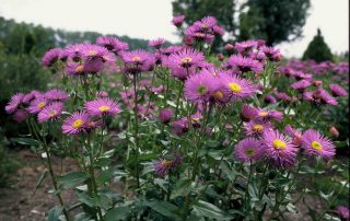 Erigeron ‘Dunkelste Aller‘