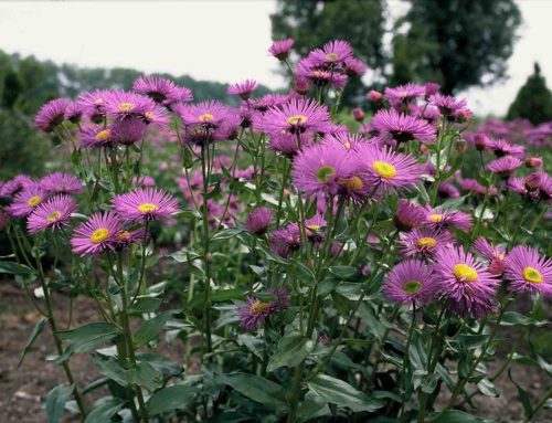 10 planten die het goed doen op zandgrond