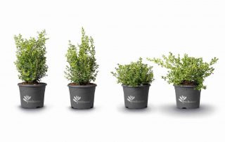 betterbuxus