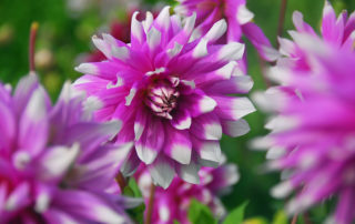 decoratieve dahlia