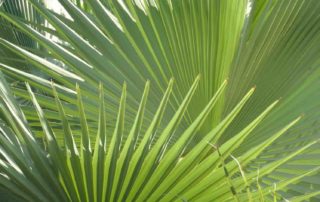 palmen exotisch