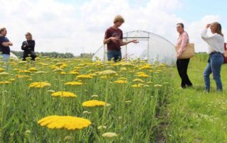 biologisch bloemen telen