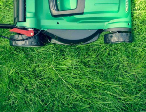 Geluidloze robotmaaier uitgegroeid tot huisvriend