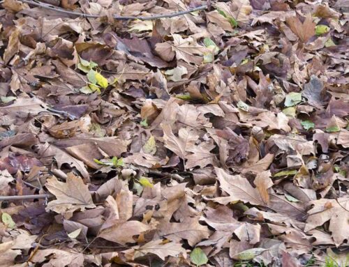 5 Bladweetjes over herfstkleuren en bladafval
