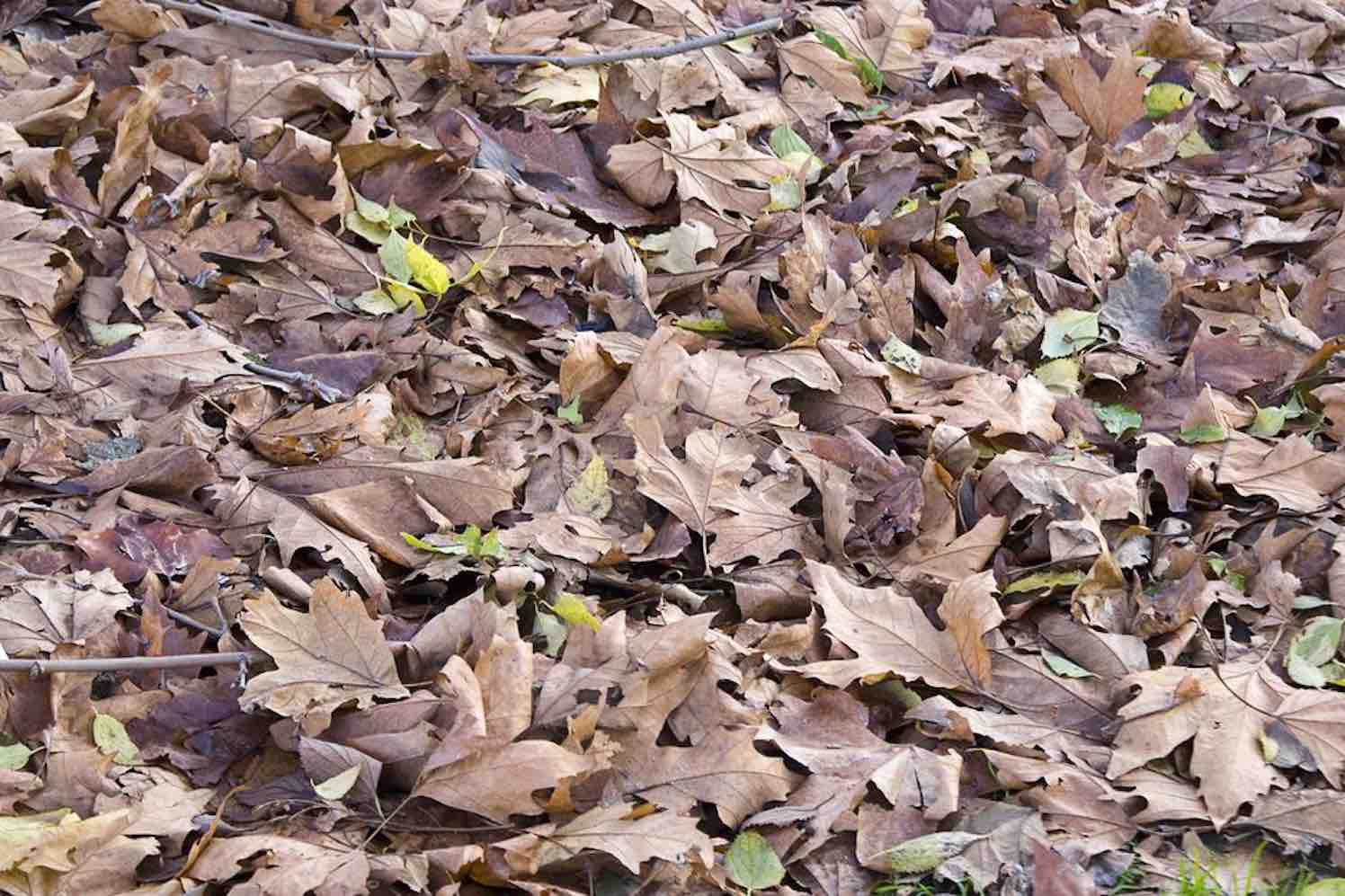 5 Bladweetjes over herfstkleuren en bladafval