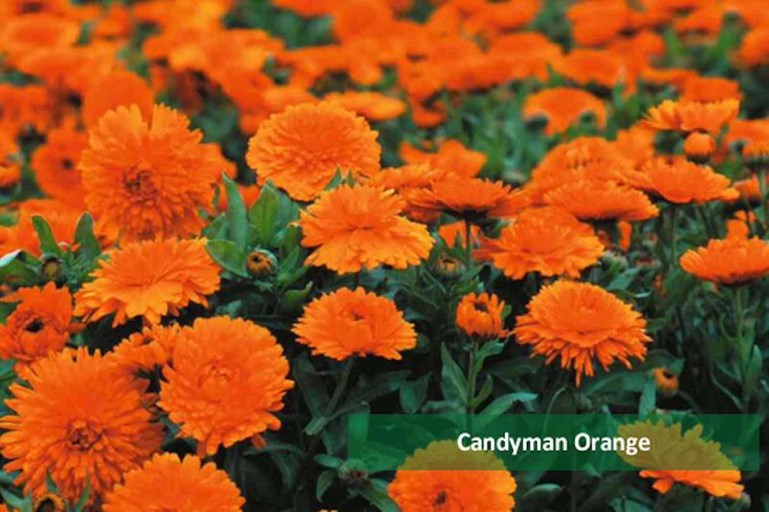 Calendula Candyman Orange
