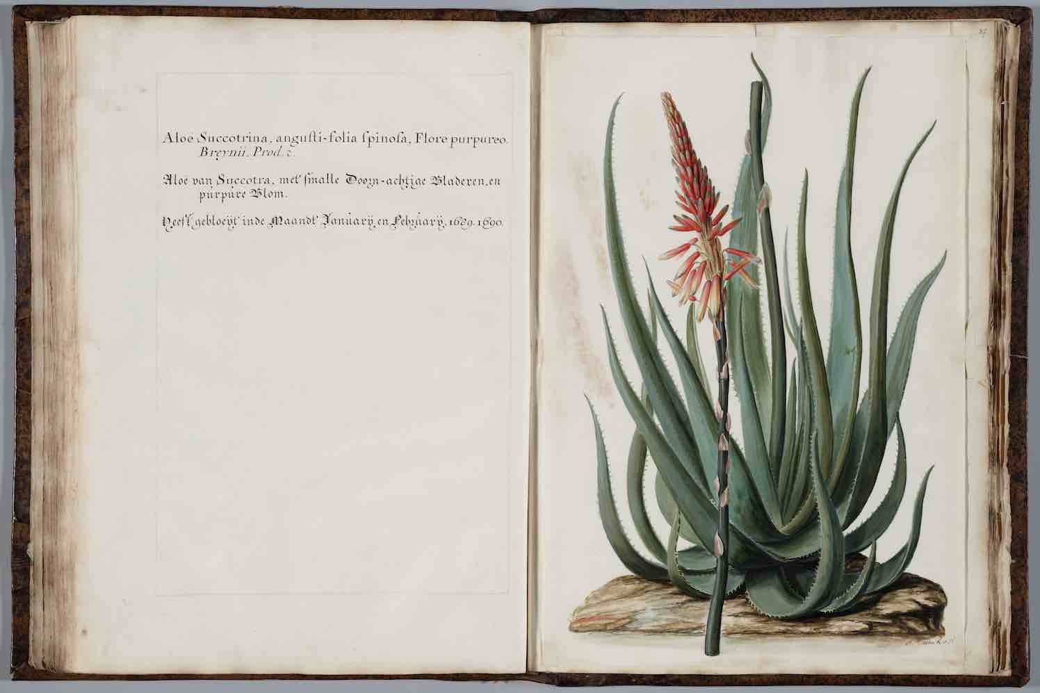 Tentoonstelling in Mauritshuis over de Verering van Flora