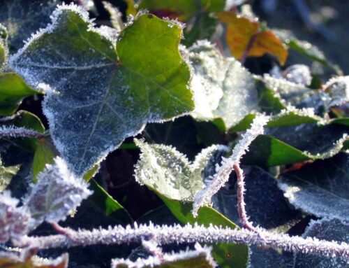 Tuingeheimen: winterbeurt is echt achterhaald!
