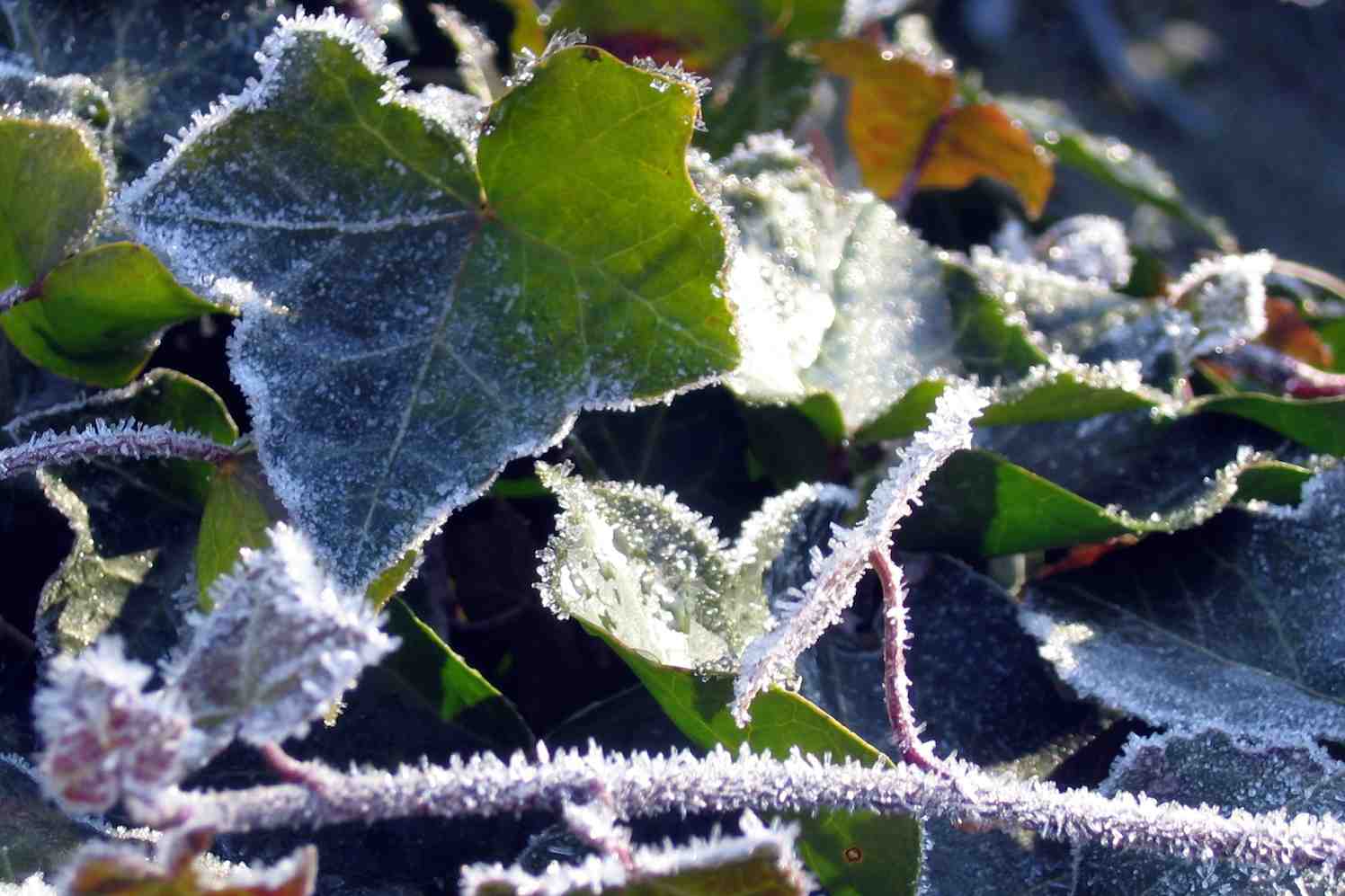 Tuingeheimen: winterbeurt is echt achterhaald!