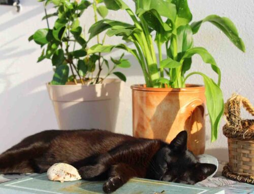 Waarom eet mijn kat kamerplanten?