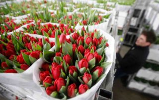 Tulpenkweker verkoopt tulpen uit Oekraïne voor Oekraïne