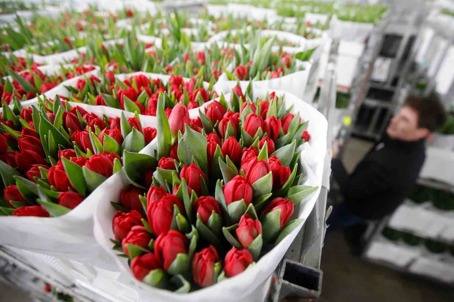 Tulpenkweker verkoopt tulpen uit Oekraïne voor Oekraïne