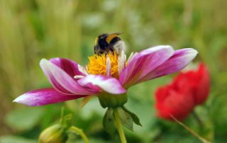 enkelbloemige dahlia's