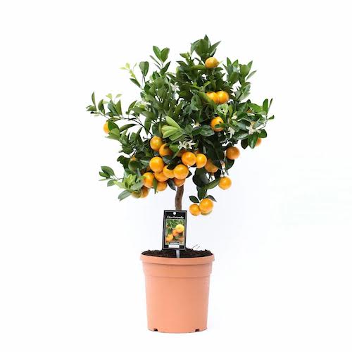 citrus_calamondin, top 5 citroenplanten