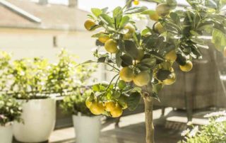 top 5 citroenplanten