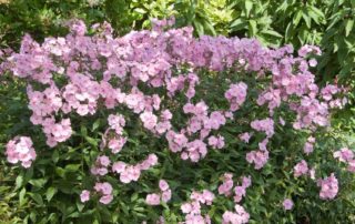 uitbundige phlox