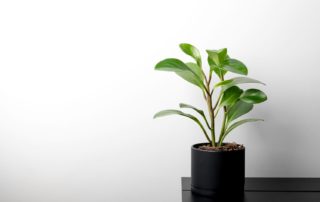 5 makkelijke kamerplanten