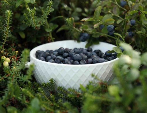 De Amerikaanse blauwe bes versus de inheemse bosbes