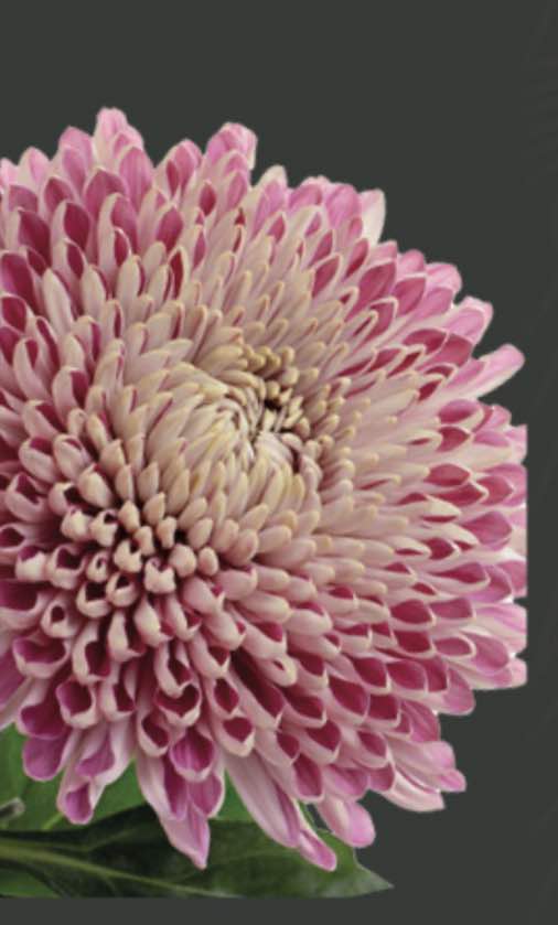 Chrysanthemum Couture