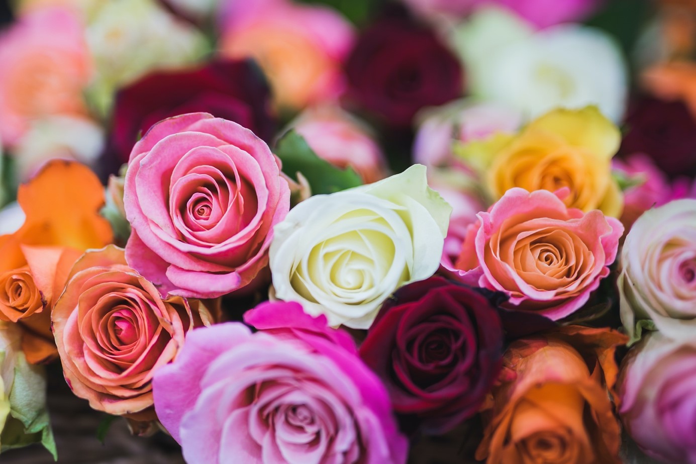 De verschillende rozen kleuren en hun betekenis