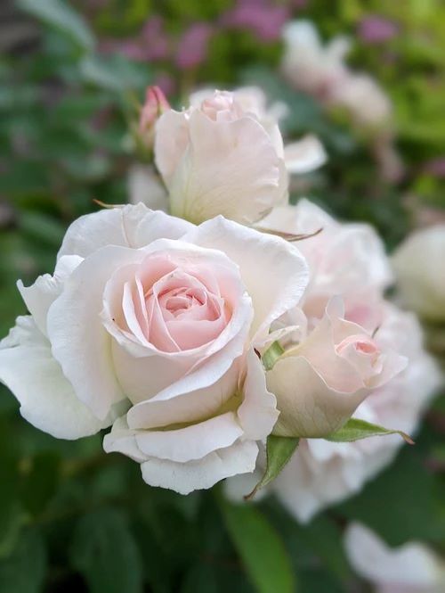 rozen wit, zuiverheid