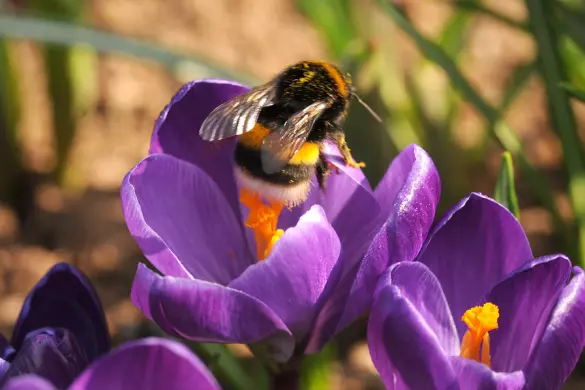 Bloembollen voor bijen en hommels