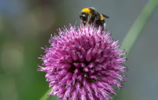 hommels en bijen, koud weer