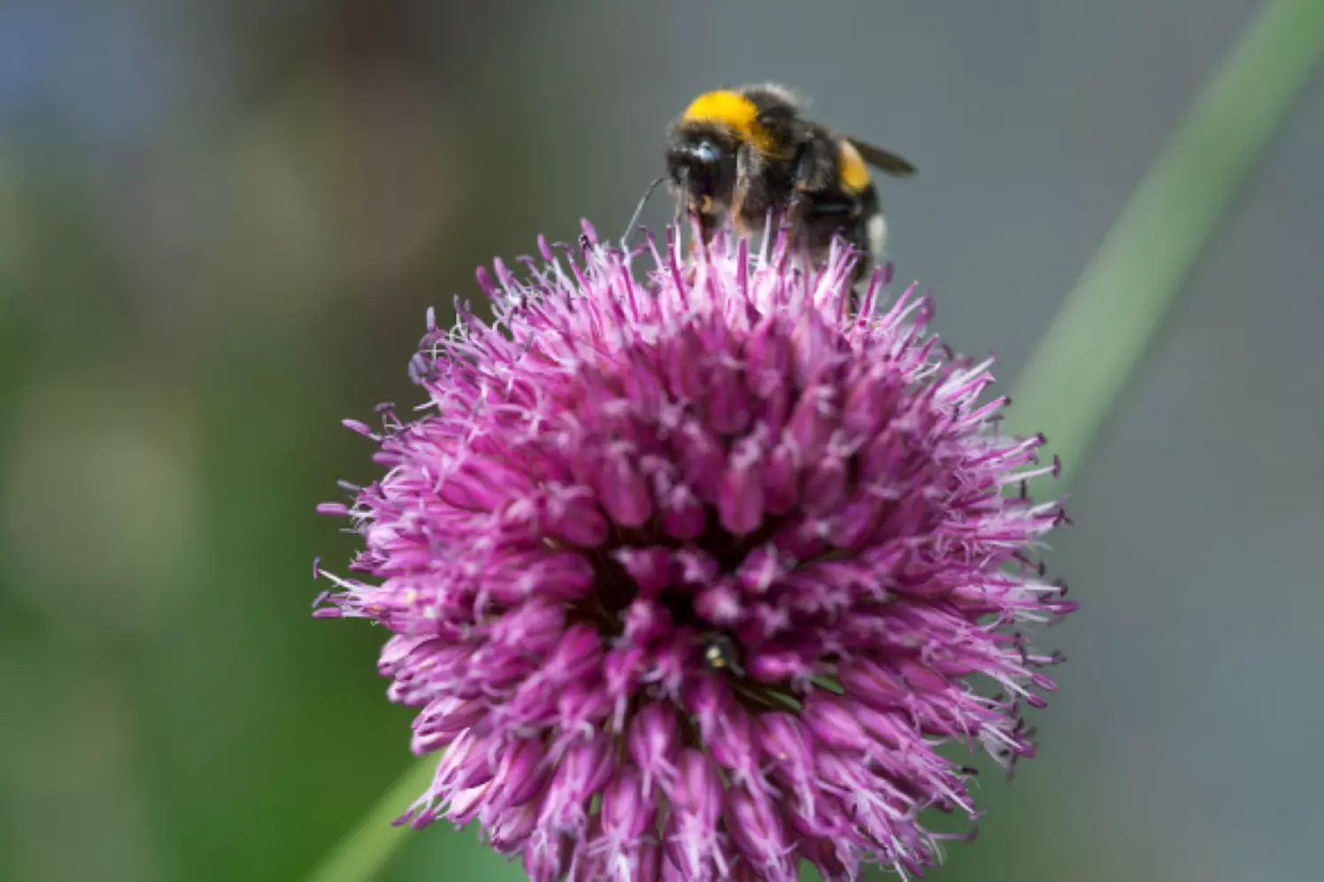 Bloembollen voor bijen en hommels