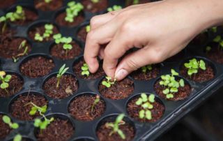 urban farming