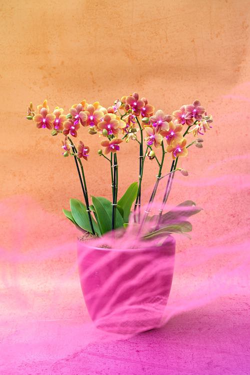 Geurende orchidee