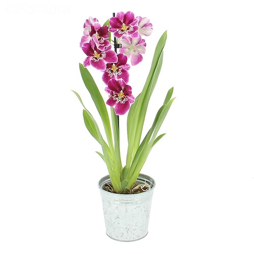 Miltonia orchidee