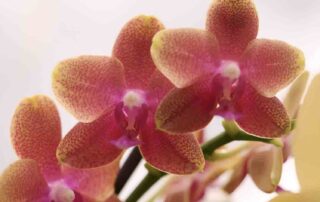 geurende orchidee