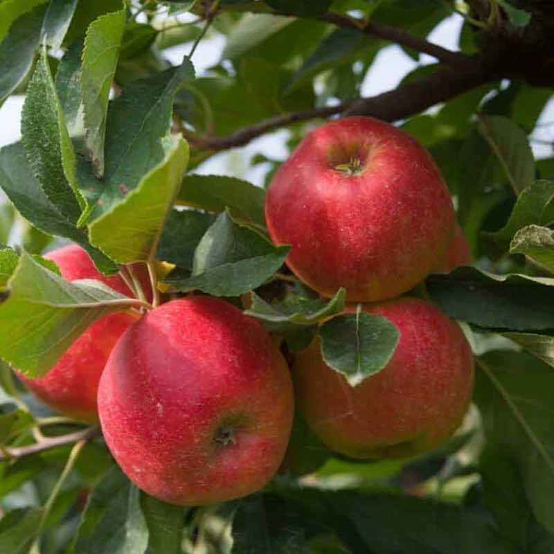 fruitboom appel
