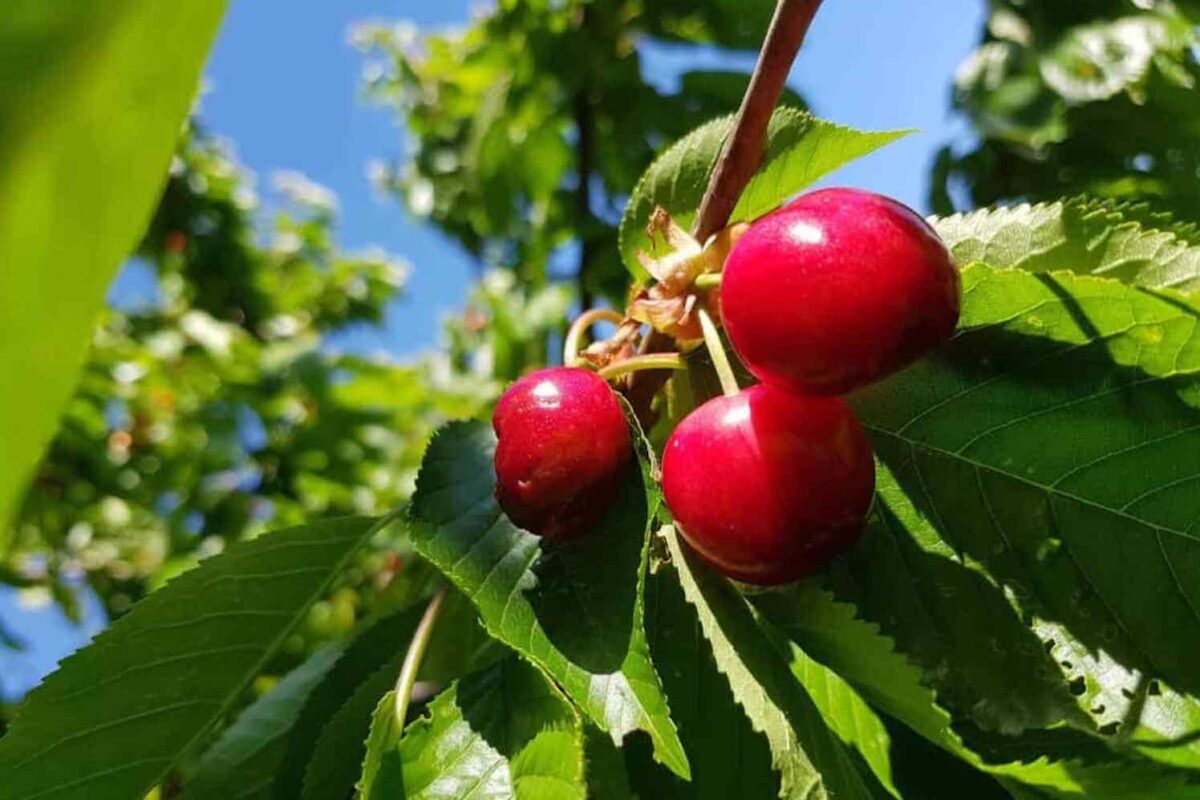 De beste tijd om een fruitboom te planten GroenVandaag