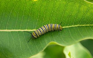 plant zonder beestjes