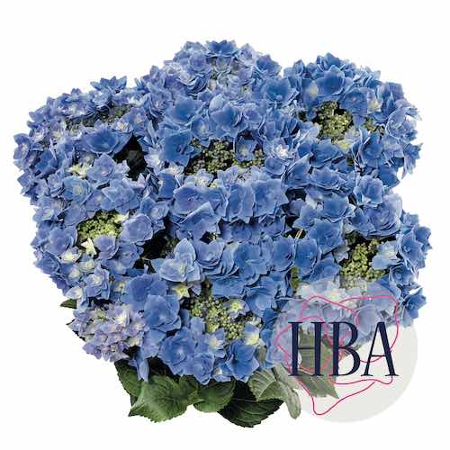 pothortensia’s Fabolo blue en Floria blue